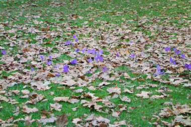 Çayırda mor çiçekler