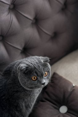 Şirin Gri kedi Üstten Görünüm