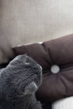 Şirin Gri kedi Üstten Görünüm