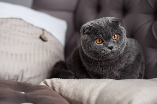 Close up of nice little grey kitten on sofa