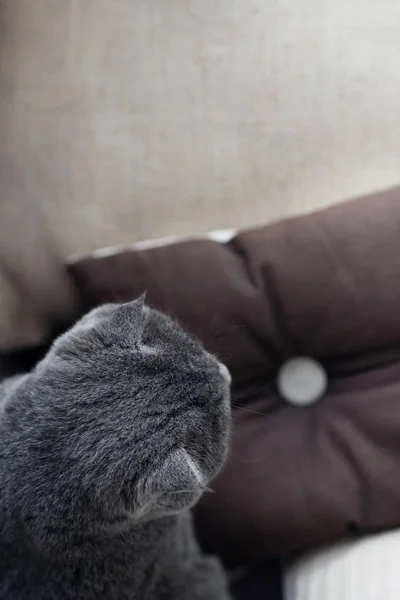 Ansicht von oben der niedlichen grauen Katze — Stockfoto