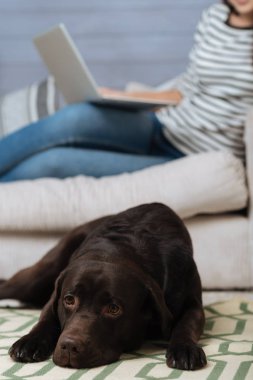Güzel kahverengi Labrador üzülmüş