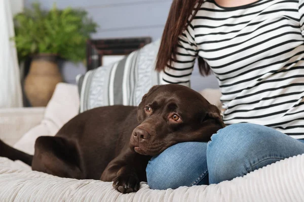 Mignon petit animal étant proche de sa maîtresse — Photo