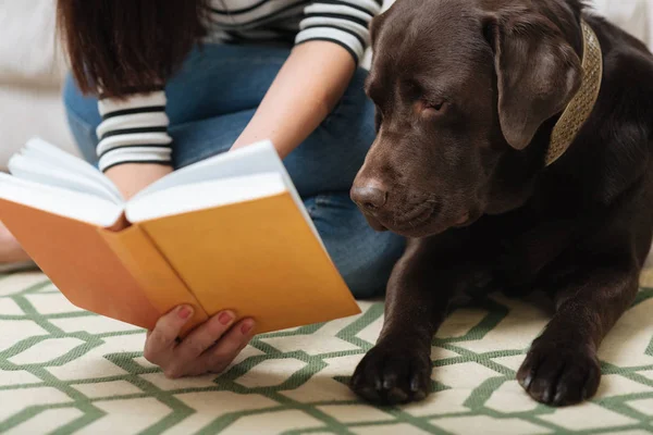 Smart mignon Labrador regarder quelque chose dans un livre — Photo