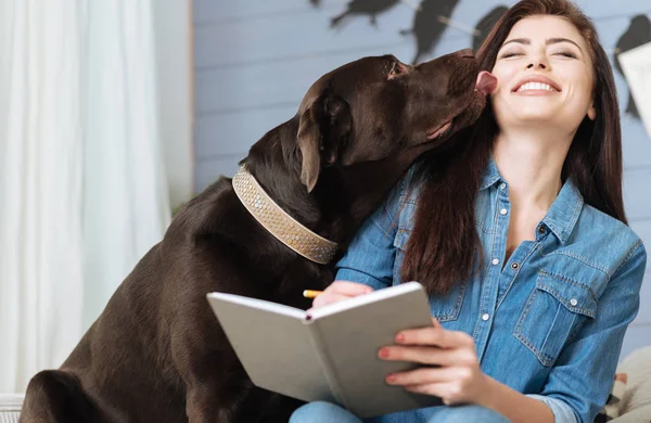 Dolce Labrador dando un bacio alla sua amante — Foto Stock