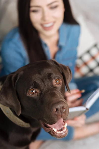 Begeisterter netter Hund posiert mit seiner Herrin — Stockfoto