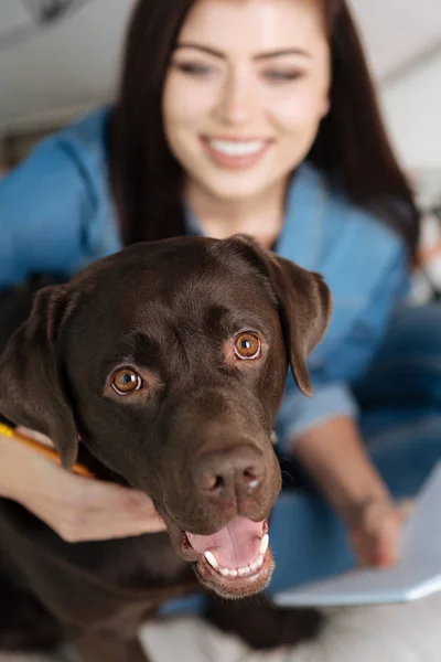 Mutlu seyir tatlı sevimli köpek — Stok fotoğraf