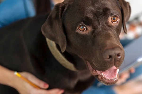 Bild des entzückenden braunen Labradors — Stockfoto