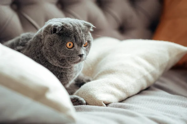 Schottische Faltkatze liegt auf einem Sofa — Stockfoto