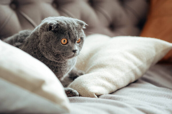 Scottish fold cat lying on a sofa
