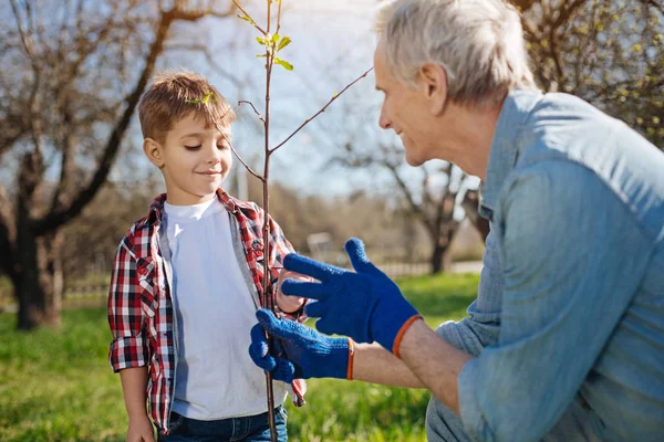Дедушка и внук сажают фруктовое дерево — стоковое фото
