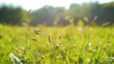 Parkta çim Panorama görünüm