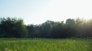 Güneşli havalarda yeşil bir park Panorama görünümünü