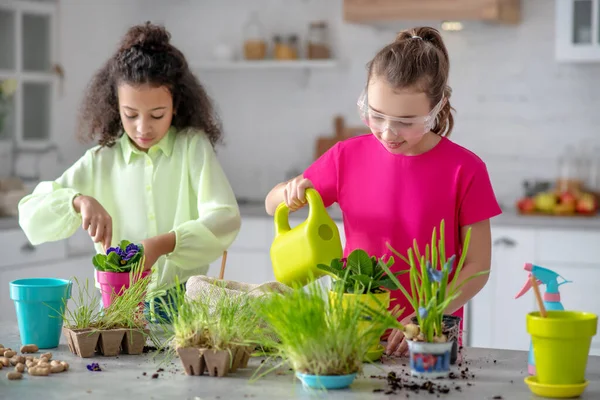 Two girls doing home gardening in the kitchen. — Stock Photo, Image