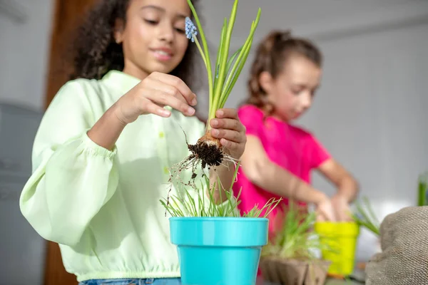 Planta con raíces y flores de color azul claro en manos de niña . — Foto de Stock