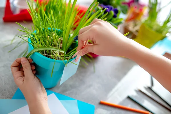 Las manos de los niños cerca de una olla azul claro con una planta verde . — Foto de Stock