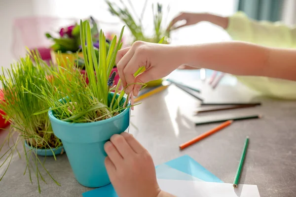 Barnens händer nära blomkrukor med gröna växter. — Stockfoto