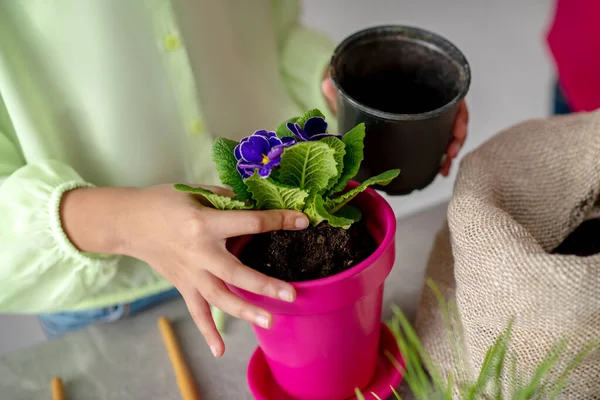 Manos de una niña plantando una violeta en una olla . — Foto de Stock