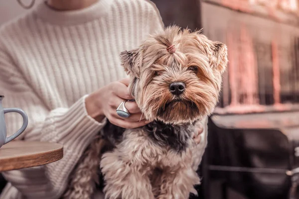 Porträt eines entzückenden Yorkshire Terriers auf dem Schoß seines Besitzers — Stockfoto