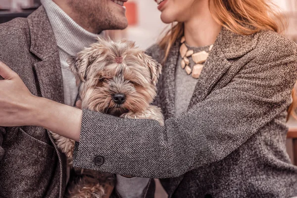 Erkek ve kadın tarafından kucaklanan küçük sevimli bir köpeğe yaklaş. — Stok fotoğraf