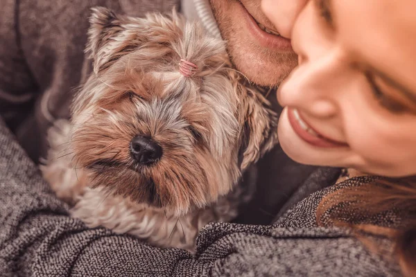 Porträtt av en liten yorkshire terrier som kramas av lyckliga par — Stockfoto