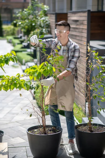 Happy dark-haired male in protective glasses and gloves looking carefully at trees in pots in the yard, smiling