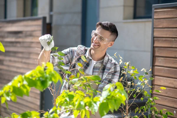 Happy dark-haired male in protective glasses and gloves touching ficus leaves in the yard, smiling — Stock Photo, Image