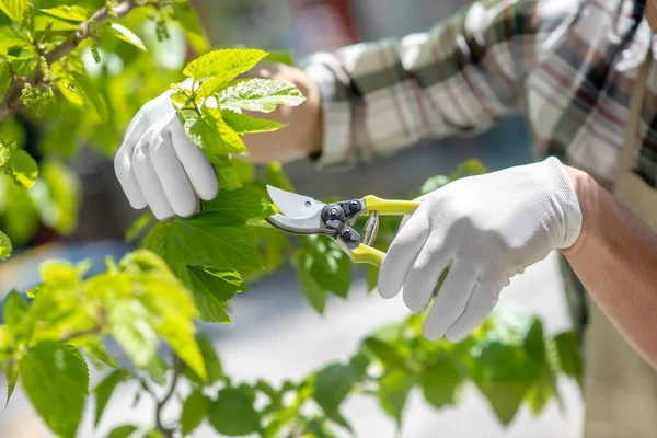 Close-up of male hands in protective gloves trimming tree outside — Stock Photo, Image