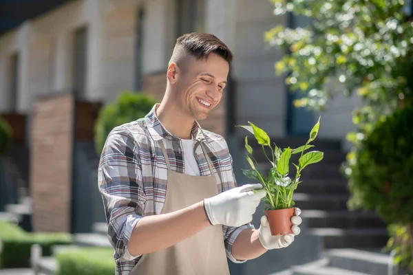 Koruyucu eldivenler ve önlükle uzayfilium yapraklarına dokunan mutlu siyah saçlı erkek.