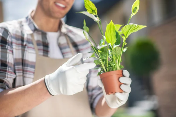 Close-up of male hands in protective gloves holding spatifilium in pot — Stock Photo, Image