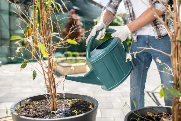 Primo piano delle mani maschili in guanti protettivi innaffiare ficus in vaso nel cortile — Foto Stock