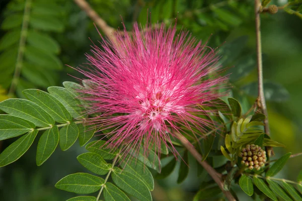 Flores Coentro Rosa Vivas Forma Uma Bola Com Agulhas Com — Fotografia de Stock