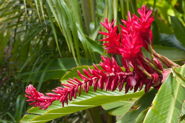 Flores Gengibre Vermelho Brilhante Dia Ensolarado Contra Fundo Uma Lagoa — Fotografia de Stock