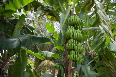 Güneşli bir günde yeşil muz kümeleri palmiye ağaçlarının yeşil yapraklarına karşı. Meyveler, sebzeler, yararlı ürünler..