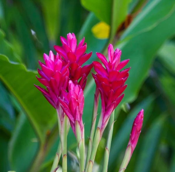 Flores Vermelhas Brilhantes Alpinia Purpurata Contexto Folhas Verdes Flora Botânica — Fotografia de Stock