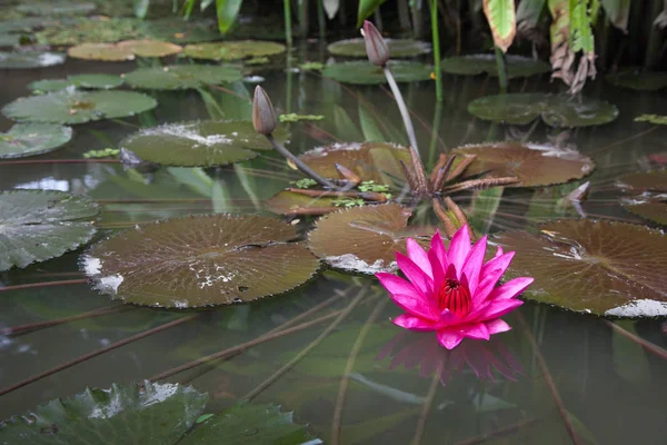 Яскрава Рожева Вода Лілі Сонячний Літній День Поверхні Води Озера — стокове фото