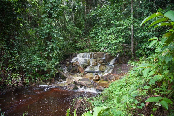 Vattenfall Klar Solig Dag Mitt Djungel Palmer Och Vinrankor Tobago — Stockfoto