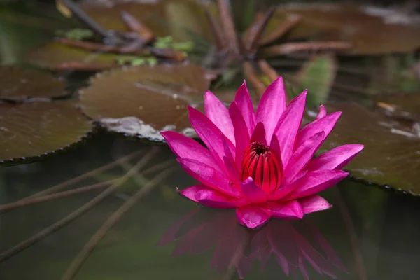 Bright Pink Water Lily Sunny Summer Day Water Surface Lake — Stock Photo, Image