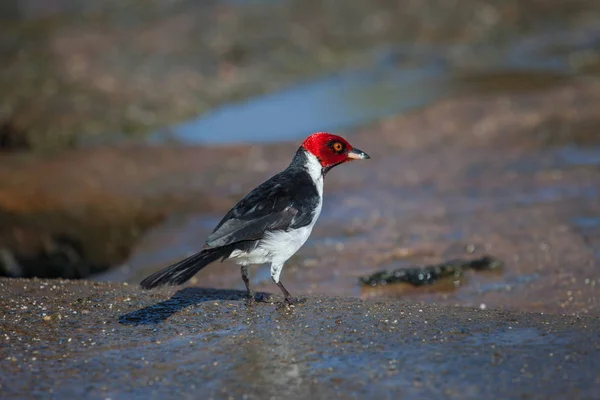 Belle Chevauchée Rouge Chaperon Cardinal Oiseau Par Une Journée Ensoleillée — Photo