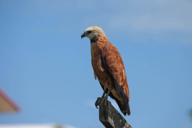 Mavi gökyüzüne karşı açık bir günde tahta bir kavşakta oturan bir şahin. Hayvanlar, kuşlar, kuşbilim.