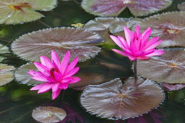 Pembe zambaklar güneşli bir yaz gününde, arka planda su ve yeşil yapraklar. Çiçekler, çiçekçiler, tarım..