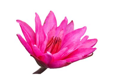 Güneşli bir yaz gününde beyaz bir arka planda izole edilmiş parlak pembe bir Lily çiçeği. Çiçekler, çiçekçiler, tarım..