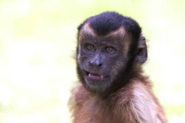 Hafif arka planda kapuçin bir maymunun portresi, keskin dişleri olan, seçici odaklı. Hayvanlar, primatlar.