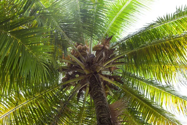Pohled Korunu Kokosového Stromu Ovocem Zdola Konturovaném Světle Slunce Flóra — Stock fotografie