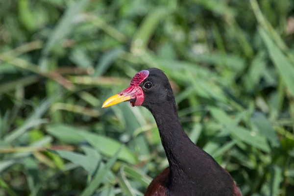 Portret Pięknego Ptaka Wattled Jacana Czerwonym Czołem Tle Zielonej Trawy — Zdjęcie stockowe