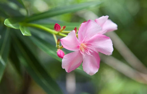 Flor Rosa Brilhante Fundo Verde Dia Ensolarado Brilhante Verão Primavera — Fotografia de Stock