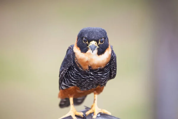 Hawk Portrait Bird Prey Closeup Birds Animals Tropics Ornithology World — Stock Photo, Image