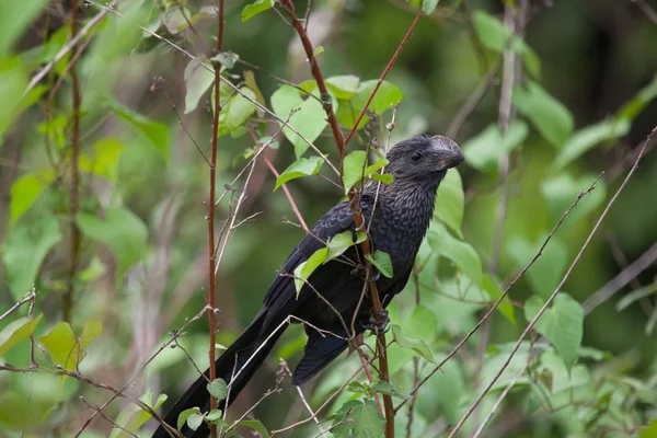 Blackbird Ani Bec Lisse Assis Sur Une Branche Arbre Par — Photo