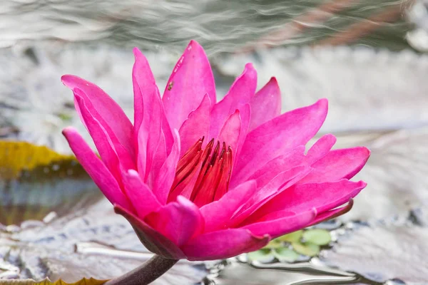Bright Pink Lily Flower Sunny Summer Day Background Water Green — Stock Photo, Image