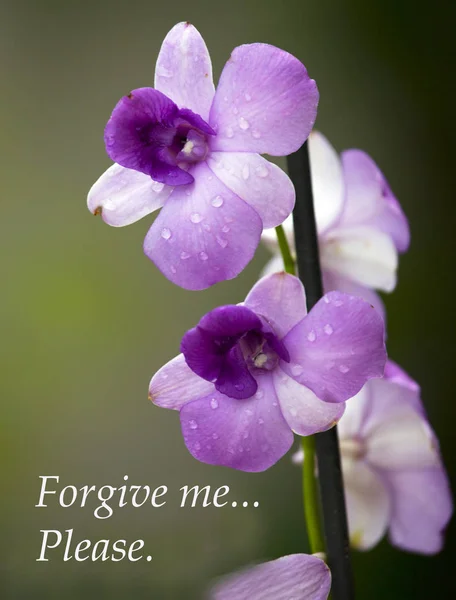 Purple Orchid with the words Forgive me ... You are welcome. Postcards, Forgiveness Sunday.